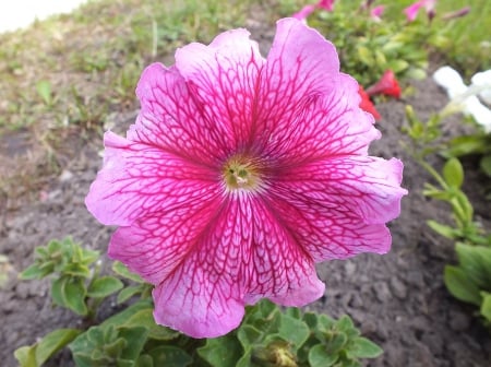 Summer. - nature, fields, flowers, other