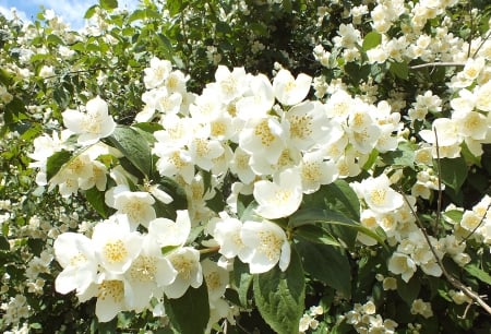 Jasmine. - nature, fields, flowers, other