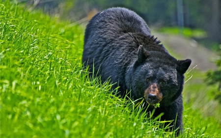 bear - cub, art, brown bear, animal black, bear, wallpaper, polar