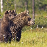 brown bear with cubs