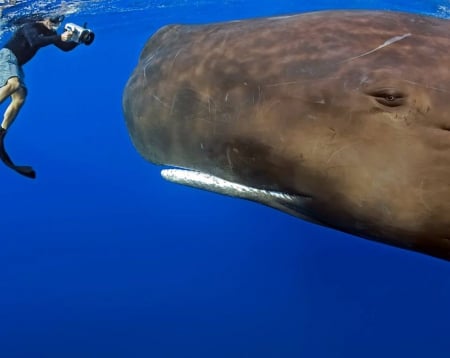 whale - sperm, ocean, whale, diver, blue, wallpaper