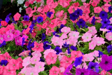 The Colors of Summer - flower bed, colorful flowers, flower colors, The Colors of Summer, summer colors