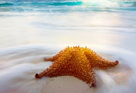 â™¥Starfishâ™¥ - starfish, beach, summer, sand, sea