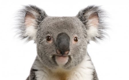 Koala bear - white, bear, animal, koala, cute