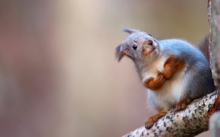 Hello! - animal, cute, squirrel, red