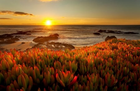 Dramatic sunset - sky, coastline, sunset, coast, rocks, reflection, orange, golden, rays, dramatic, shore, lovely, glow, fiery, beautiful, red, flowers, sea