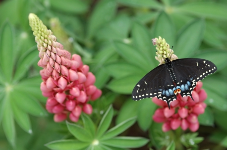 Butterfly - flowers, red, butterfly, black