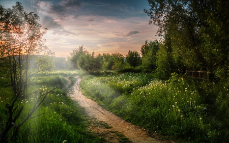 Fields - fields, amazing, trees, road