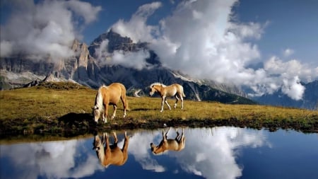 beautiful horses drinking from an alpine pond - horses, pond, mountains, meadow, clouds