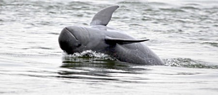 Dolphin upside down - breaching, beach, the, on