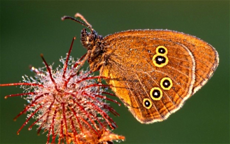 Extinct butterfly - on, appear, eyes, wings