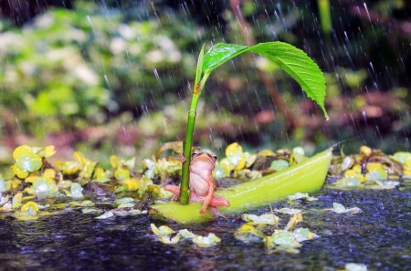 Sailing frog - water, leaf, on, rain