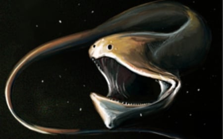 Pelican eel - mouth, open, creature, deep, sea