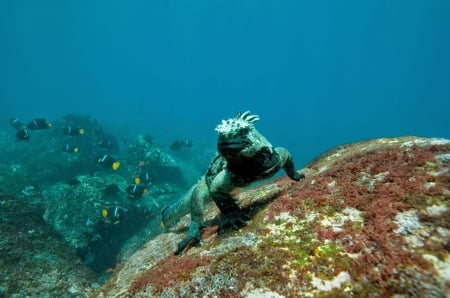 Sea Iguana - of, ocean, bottom, on