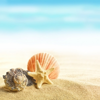 Seashells