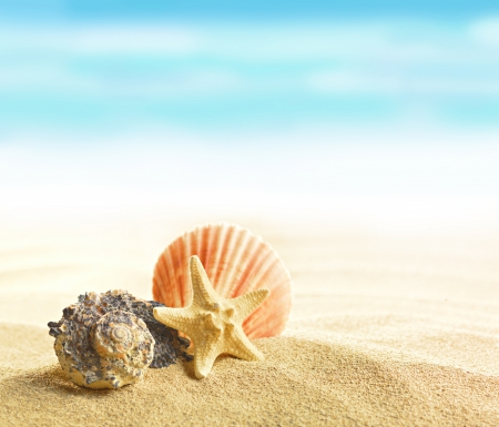 Seashells - seashells, beach, shells, summer time, summer, sand