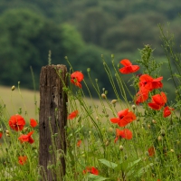 Poppies Field