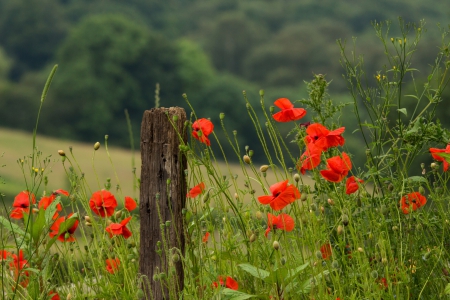 Poppies Field - nature, red flowers, splendor, poppies field, flowers, poppies, poppy