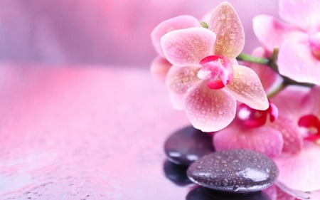 ♥Orchid Spa♥ - flowers, spa, zen, orchid, pink, stones