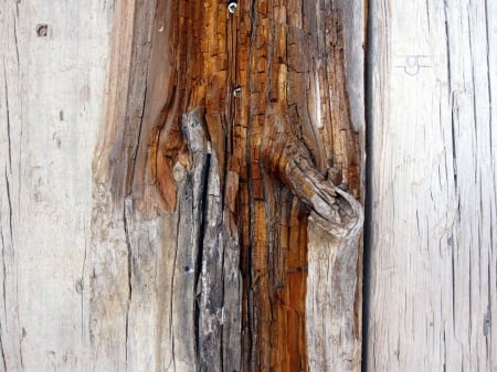 Piece of wood - nature, tree, photography, wood