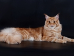 Red Maine Coon Cat