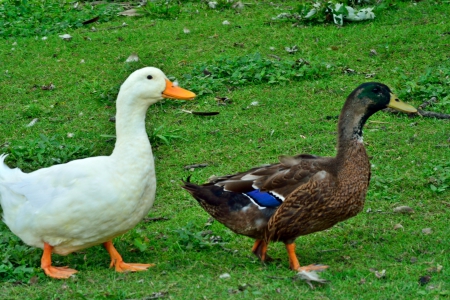 The Odd Couple - ducks, black ducks, the odd couple, canadian geese, white ducks