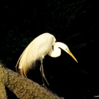 White Egret on the Prowl