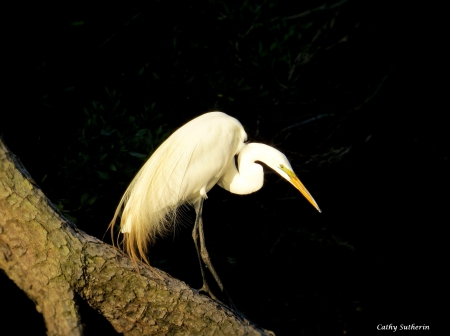 White Egret on the Prowl - bird, egret, animal, nature, marsh, waterfowl, tree