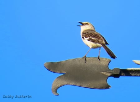 Calling From Above - nature, sky, animal, weathervane, fly, bird