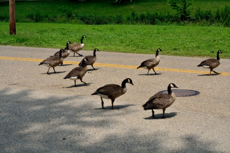 Duck Dynasty - ducks in a row, ducks, ducks in order, duck dynasty