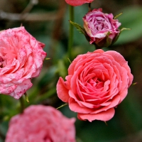 Pink Macro Rose