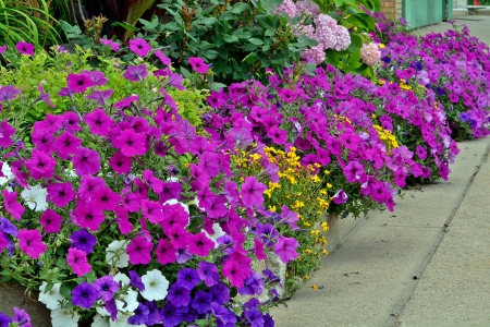 Scenic Summer Colors - beautiful summer, summertime, summer flowers, summer colors, Scenic Summer Colors