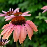 Gorgeous Summer Blossom