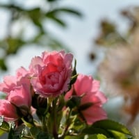 Scenic Pink Roses