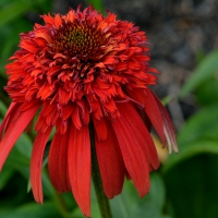 Amazing Red Macro