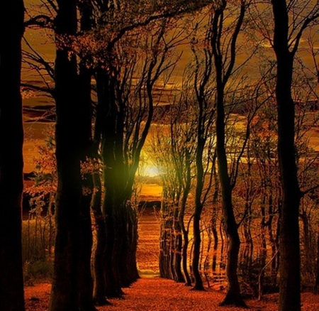 Sunset - nature, brown, trees, photography