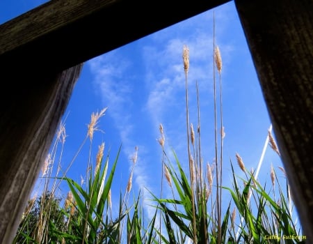 Window Through The Fence - clouds, wildflowers, nature, grass, peaceful, fence, sky