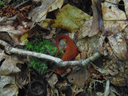 The Eastern Red Newt - romney, west virginia, poisonous, newt, found, red, fancy, eastern