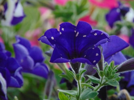 Purple Petunia in West Virginia - Purple, Romney, Petunia, West Virginia, Blue