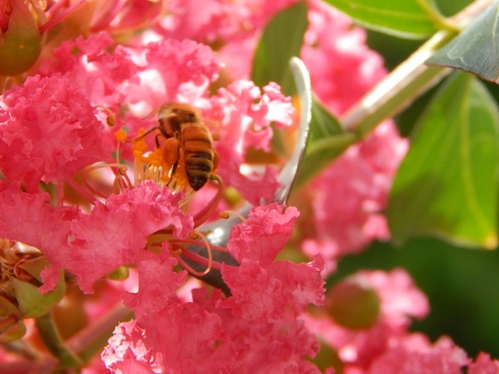 Beautiful Honeybee - nature, honeybees, pink, beautiful, flowers