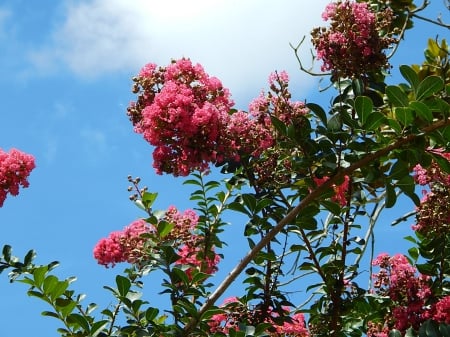 Beautiful Pink Flower and Sky - nature, sky, flowers, beautiful