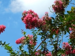 Beautiful Pink Flower and Sky