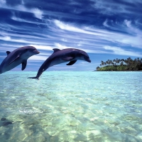 Dolphins.