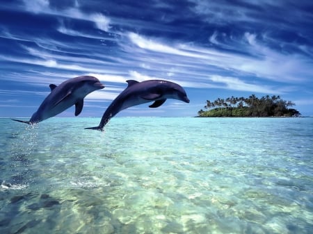 Dolphins. - dolphins, sky, ocean, jump