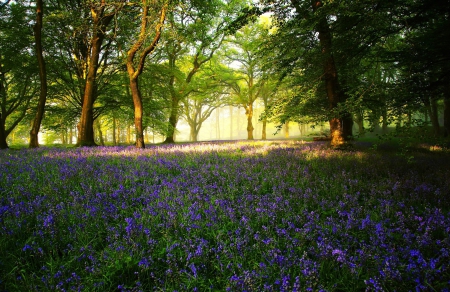 Forest flowers - trees, summer, nature, forest, beautiful, sunny, flowers, grass, wildflowers