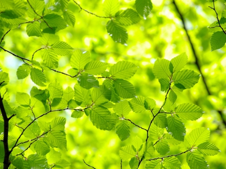 Beech forest - beech, sunlight, forest, green, leaves, summer, tree