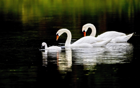 Swans Family - white, swans, nature, beautiful, splendor, lake, family