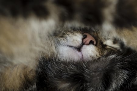 Cat - hat, pretty, cat face, beautiful, lovely, paws, cat, kitten, cute, cats, face, sleeping, animals, kitty