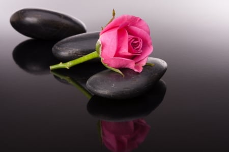 A pink rose between stones - Bud, stone, bud, pink rosette, flower, pink rose