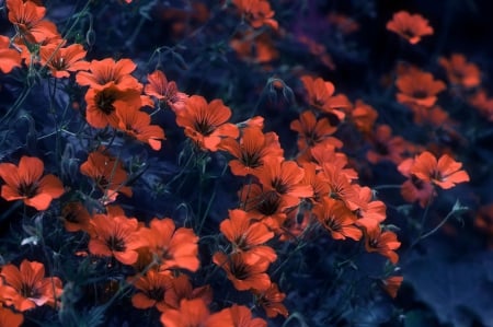 Flowers - flowers, bokeh, background, petals